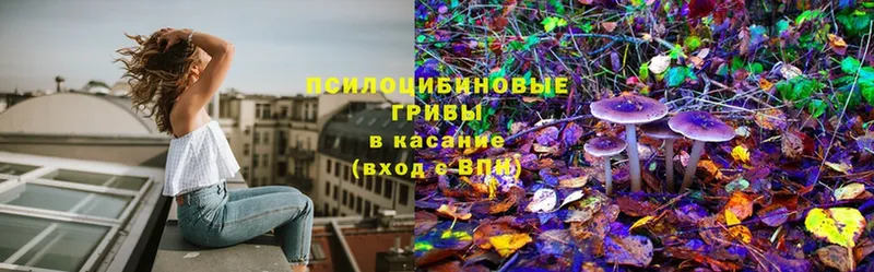 Псилоцибиновые грибы Cubensis  Чадан 